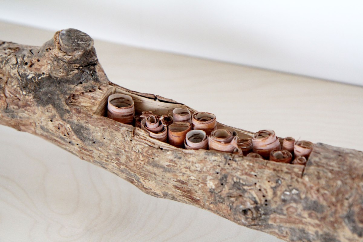 colonies - sara favriau