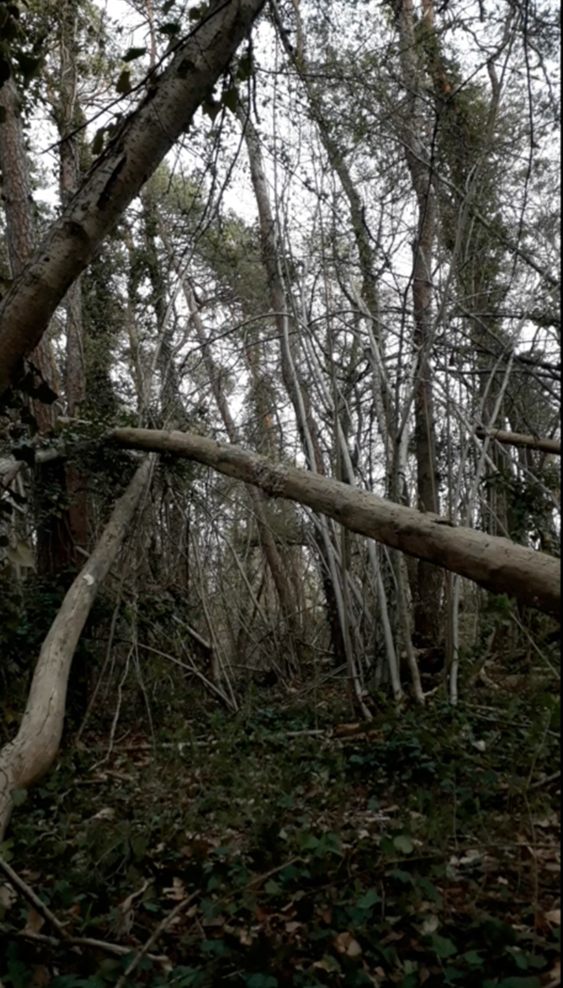 BELTANE - Sara Favriau