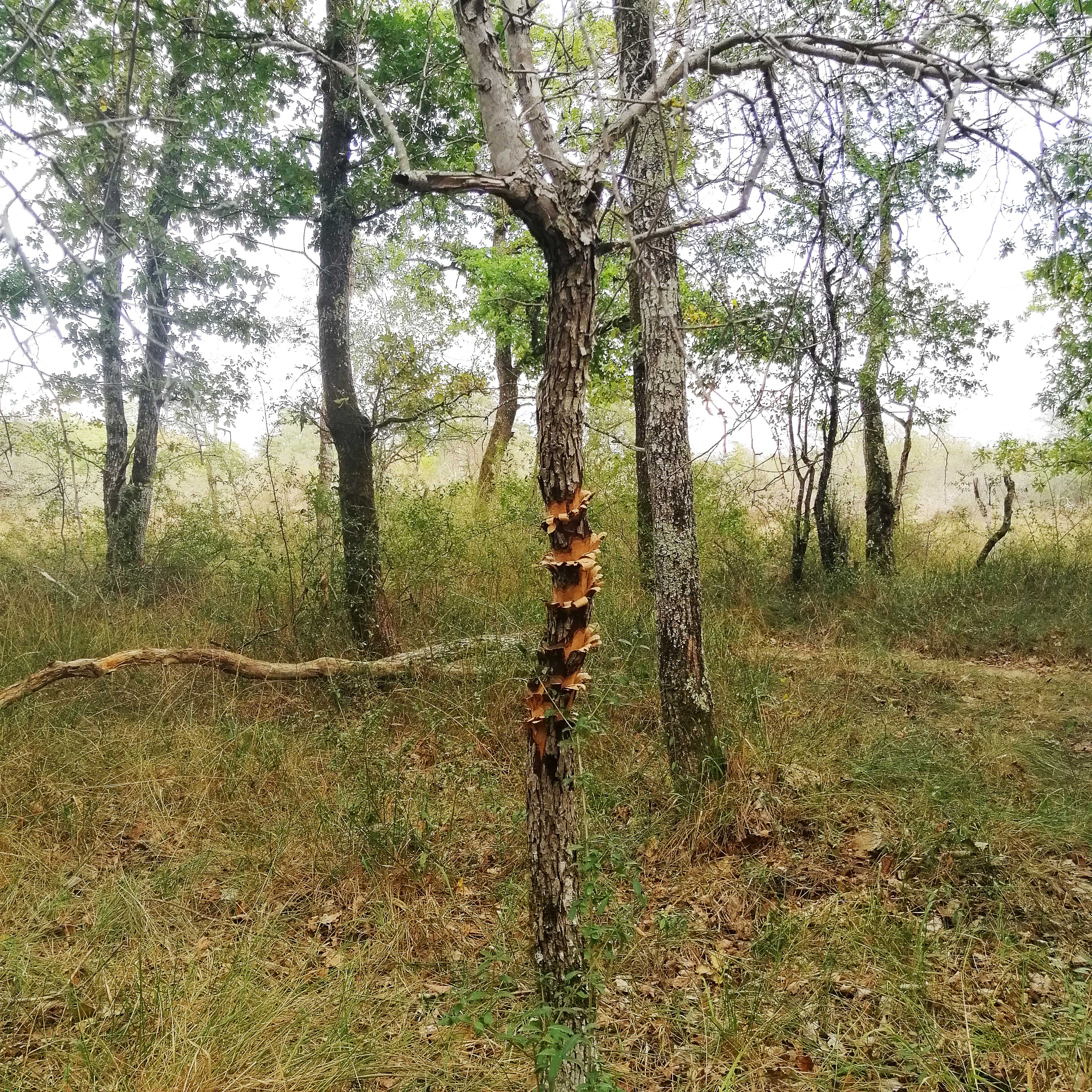 tailler la marche - sara favriau