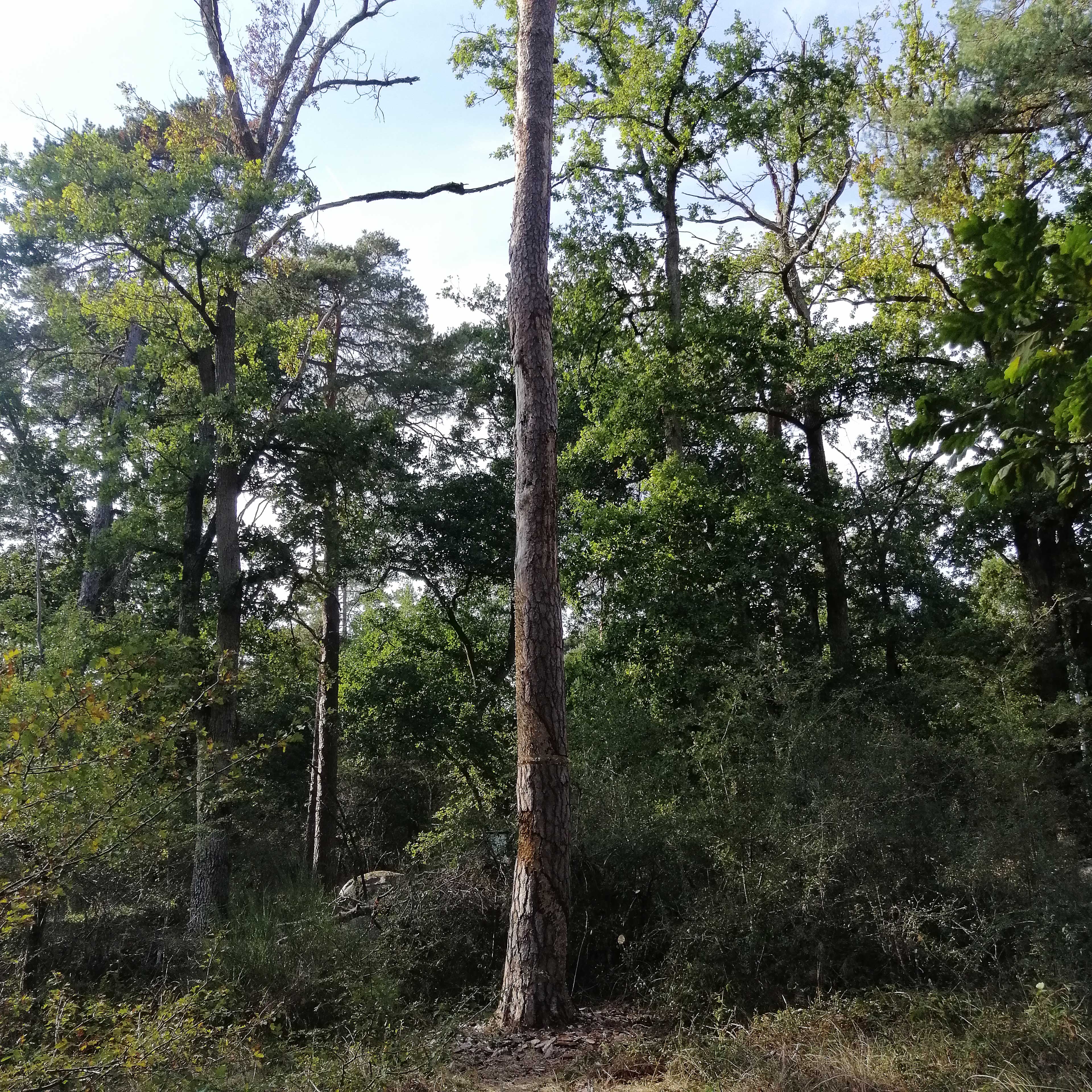 tailler la marche - sara favriau