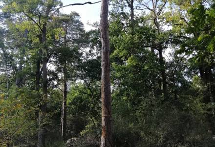 tailler la marche - sara favriau