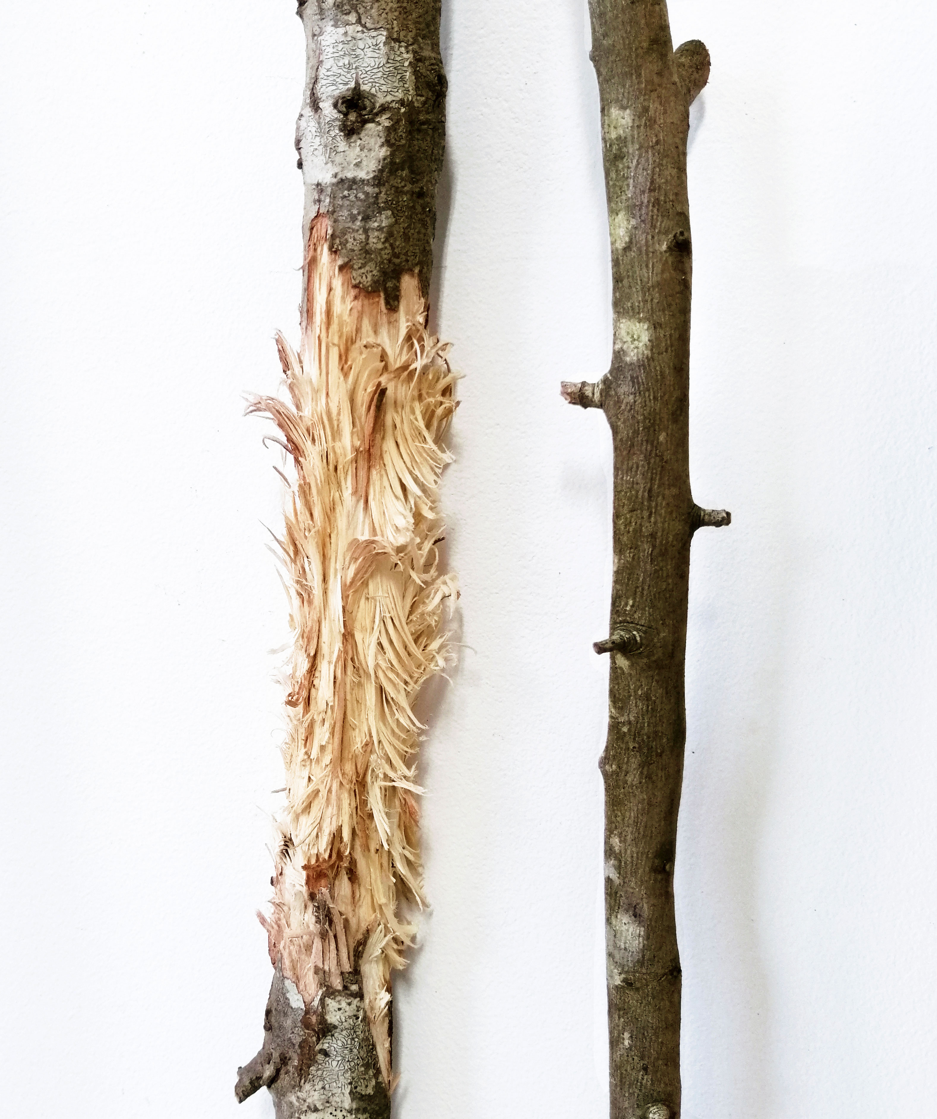 Bacille ou la résurrection - Sara Favriau