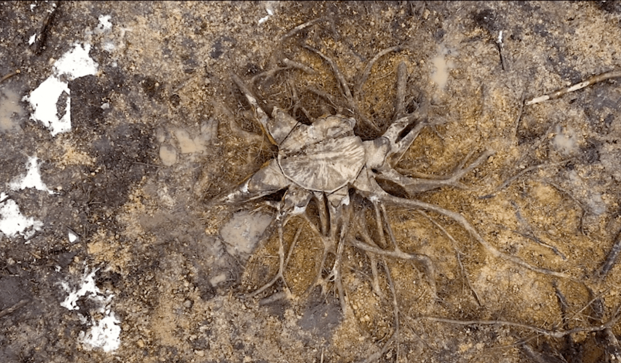 Palingénésie ou prototype pour un arbre - SARA FAVRIAU