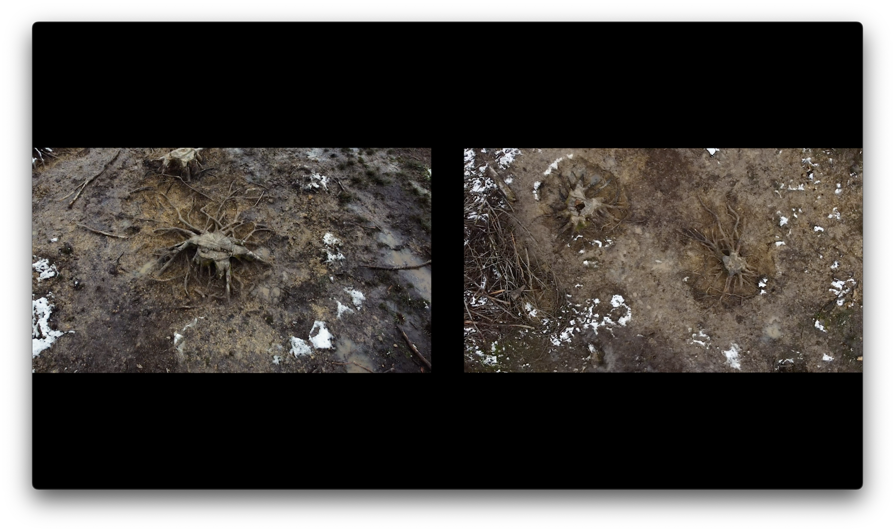 Palingénésie ou prototype pour un arbre - SARA FAVRIAU