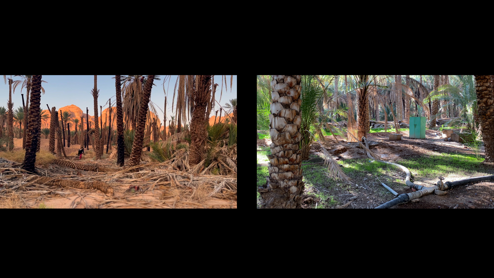 pierrefeuilleciseau-SARA FAVRIAU