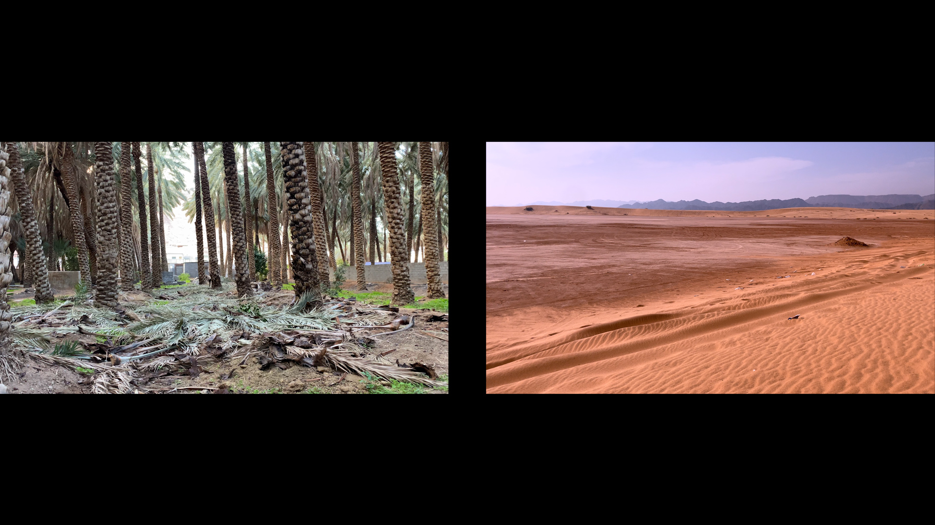 pierrefeuilleciseau-SARA FAVRIAU